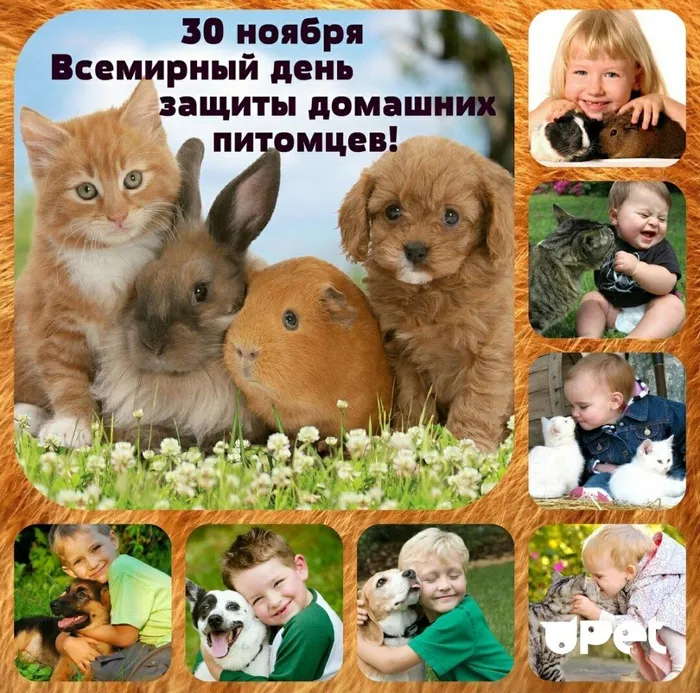 День домашних животных