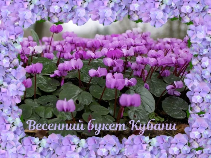 Весенний букет Кубани.jpg