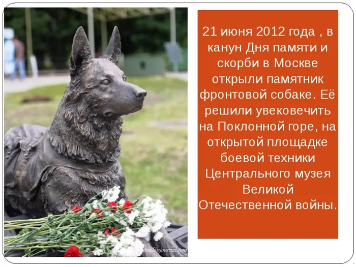 Животные и война