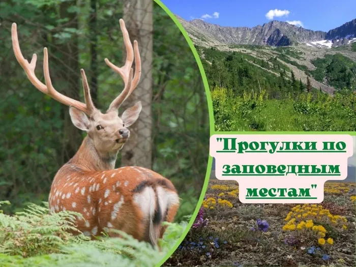 Прогулки по заповедным местам.jpg