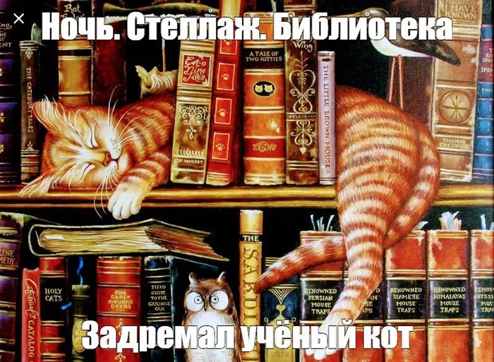 кот