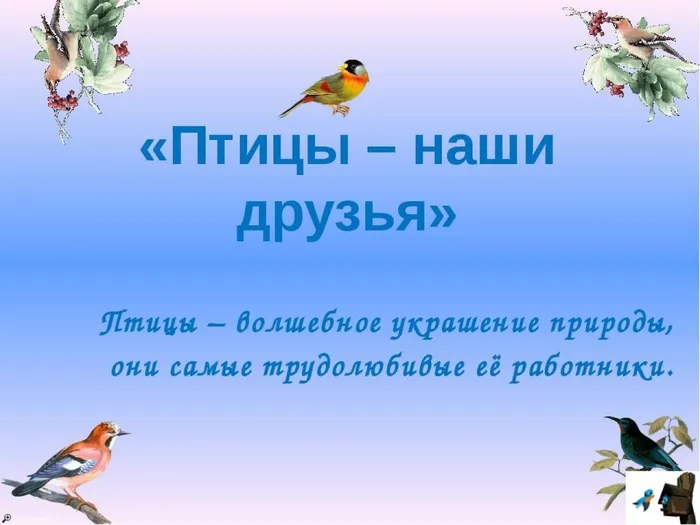О птицах